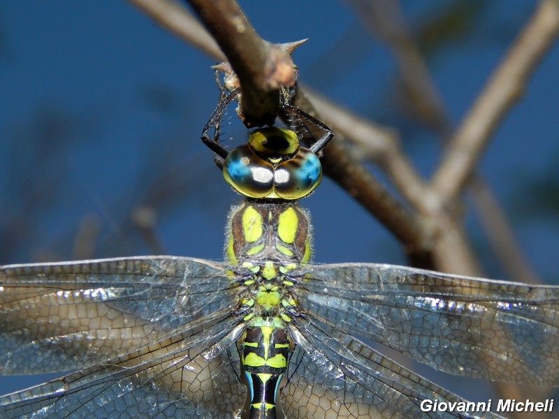 Aeshna cyanea